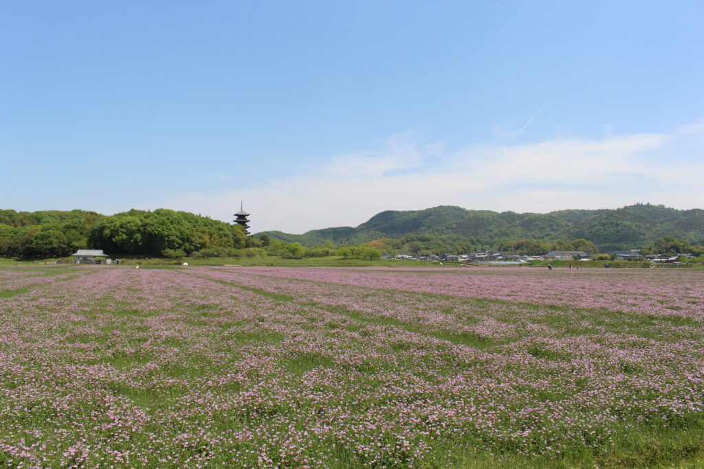 蓮華畑と五重塔の写真